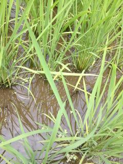 (untitled)