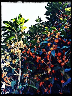 (untitled)