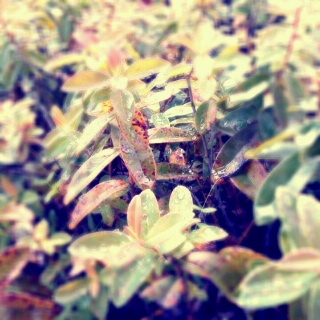 (untitled)