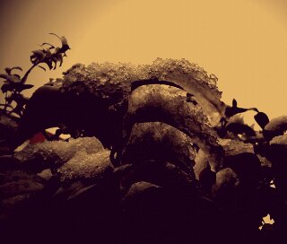 (untitled)