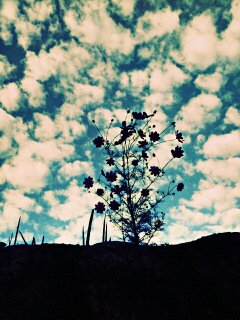 (untitled)
