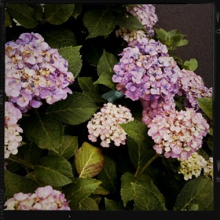 (untitled)